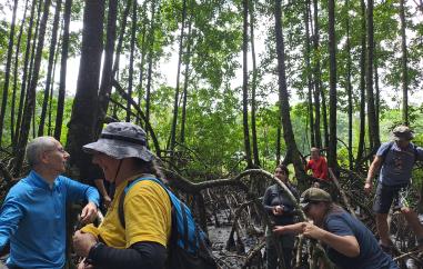 Mangrove Cayenne 2026